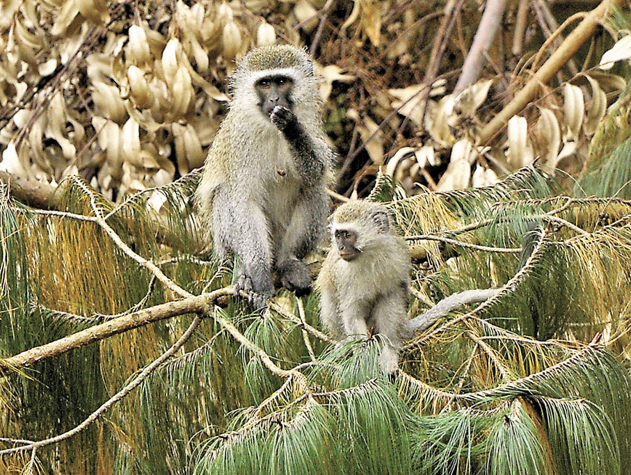 ◆猴痘在1950年代首次被發現，當時用作研究目的的猴子被發現感染。資料圖片