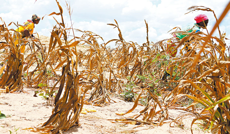 ◆ 乾旱對於人類文明有多大影響，學術界還在討論當中。圖為近日肯尼亞發生的旱災。 資料圖片