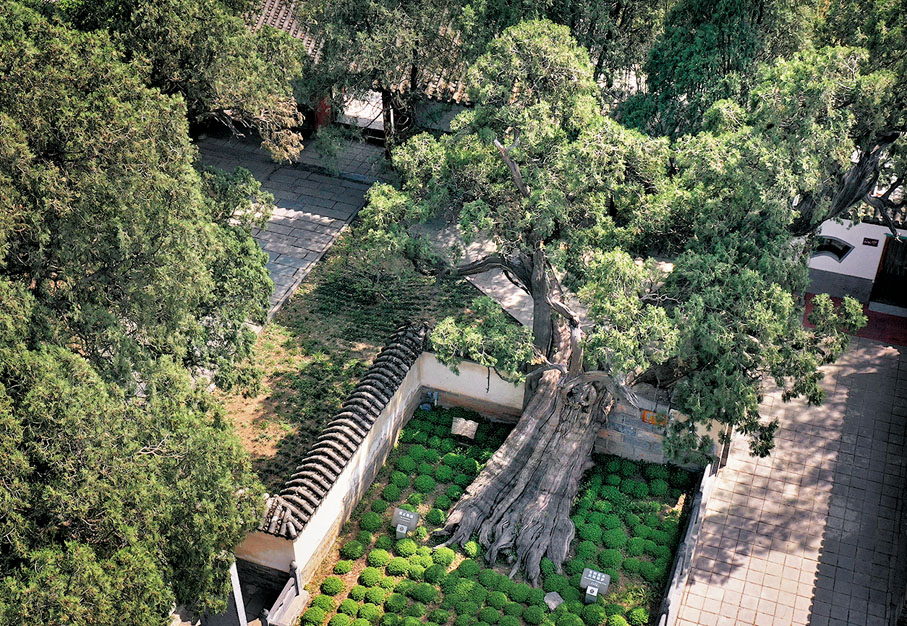 ◆嵩陽書院內的「將軍柏」