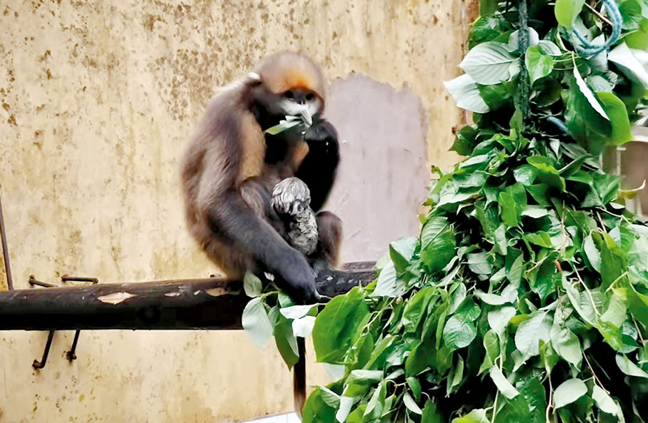 ◆在梵淨山國家級自然保護區拍攝的黔金絲猴及幼崽。