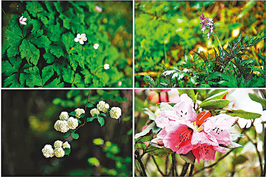 ◆在梵淨山國家級自然保護區拍攝的野花。