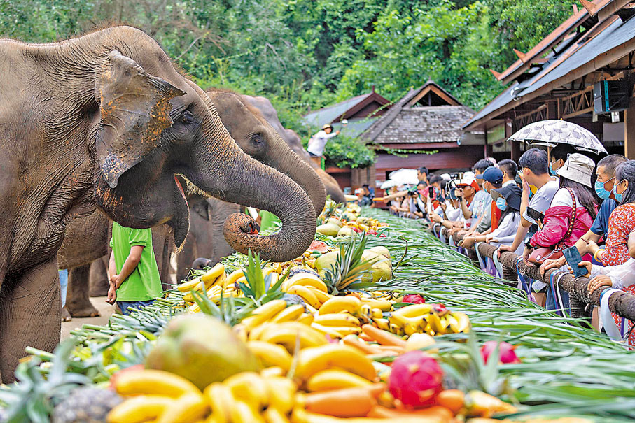 ◆ 考古研究發現大象曾生活在黃河流域，相比現時中國境內只剩雲南有野生大象，推斷古時氣溫比現在高一點。圖為雲南西雙版納野象谷景區內的大象。 資料圖片