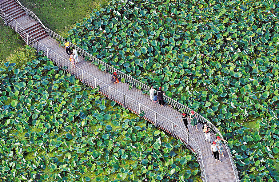 ◆ 在江蘇淮安白馬湖生態旅遊度假區，遊客在李莊漁耕驛站荷園觀賞荷花。作者供圖