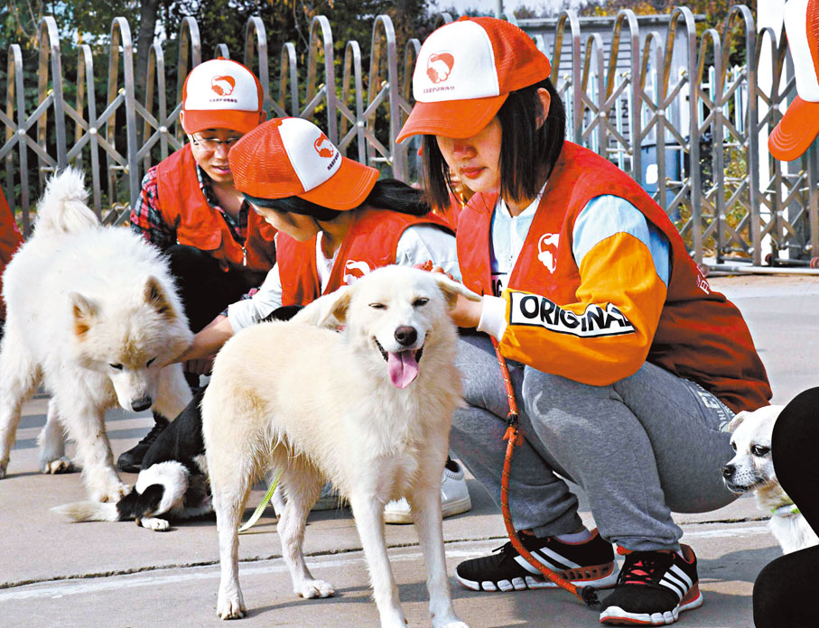 ◆趙皖平關注以貓、狗等動物為主的伴侶動物的保護。圖為志願者訓練將被領養的狗。資料圖片