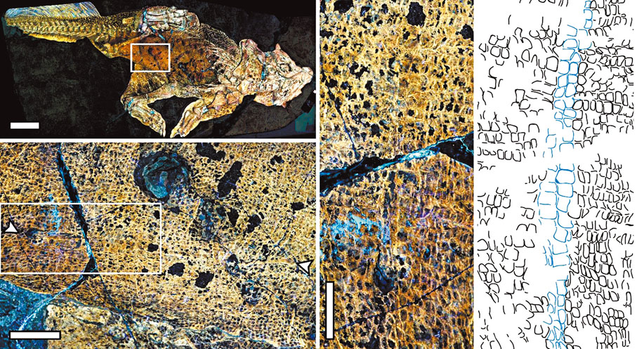 ◆鸚鵡嘴龍的鐳射熒光成像顯示了臍部疤痕的位置。插圖為疤痕的特寫，當中包括了在其周圍獨特的鱗片（最右方的示意圖的藍色部分）。圖片提供：Bell et al.