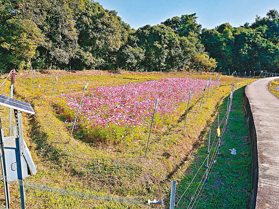◆村民特地種植花卉供遊客打卡