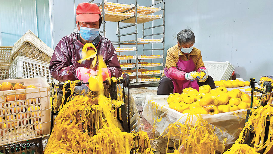 ◆易縣高村農民在加工柿餅。