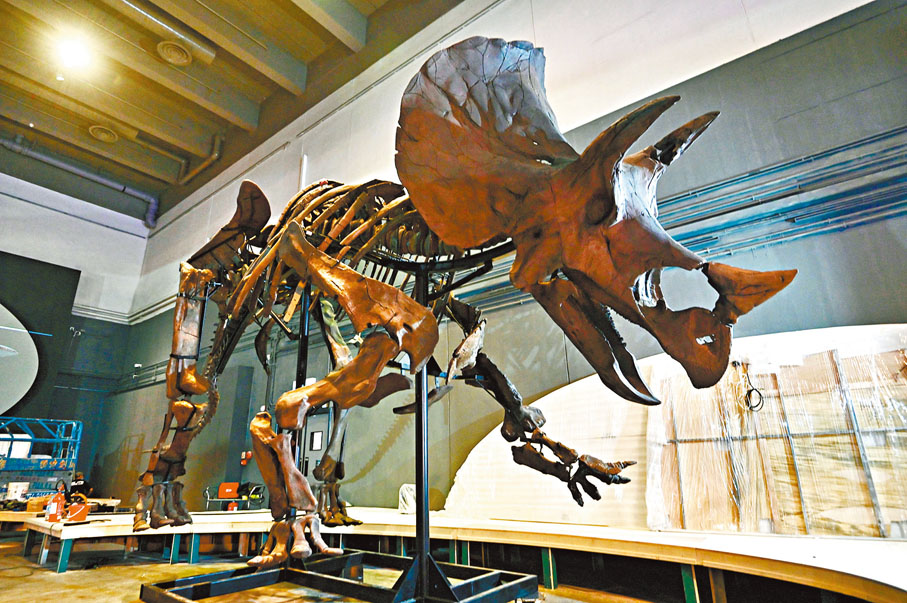 圖示的大型三角龍骨架是特別為這次展覽組裝，全球首次展出。
