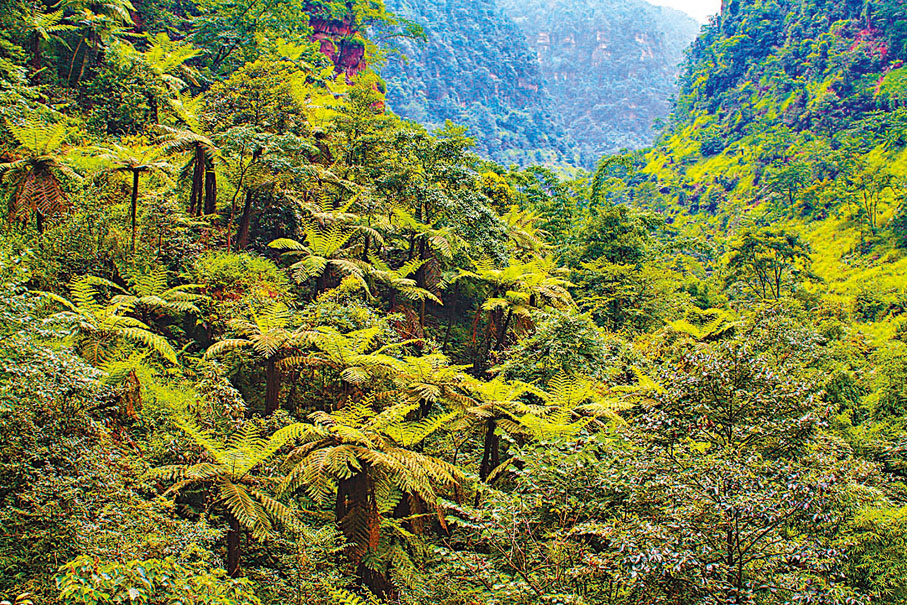 ◆成片的桫欏林