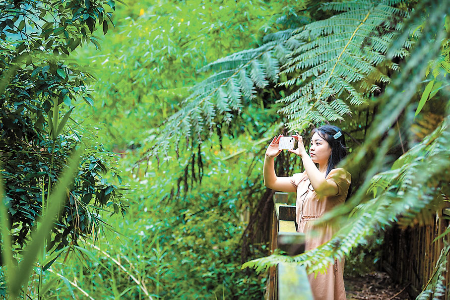 ◆遊客在桫欏世界裏流連忘返。