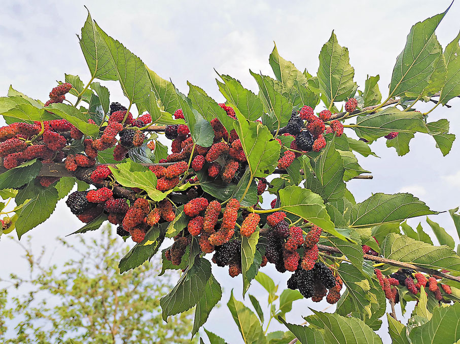 ◆野桑葚樹上掛滿桑子。 作者供圖