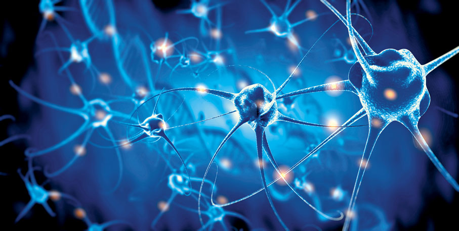 ◆ 神經細胞 網上圖片