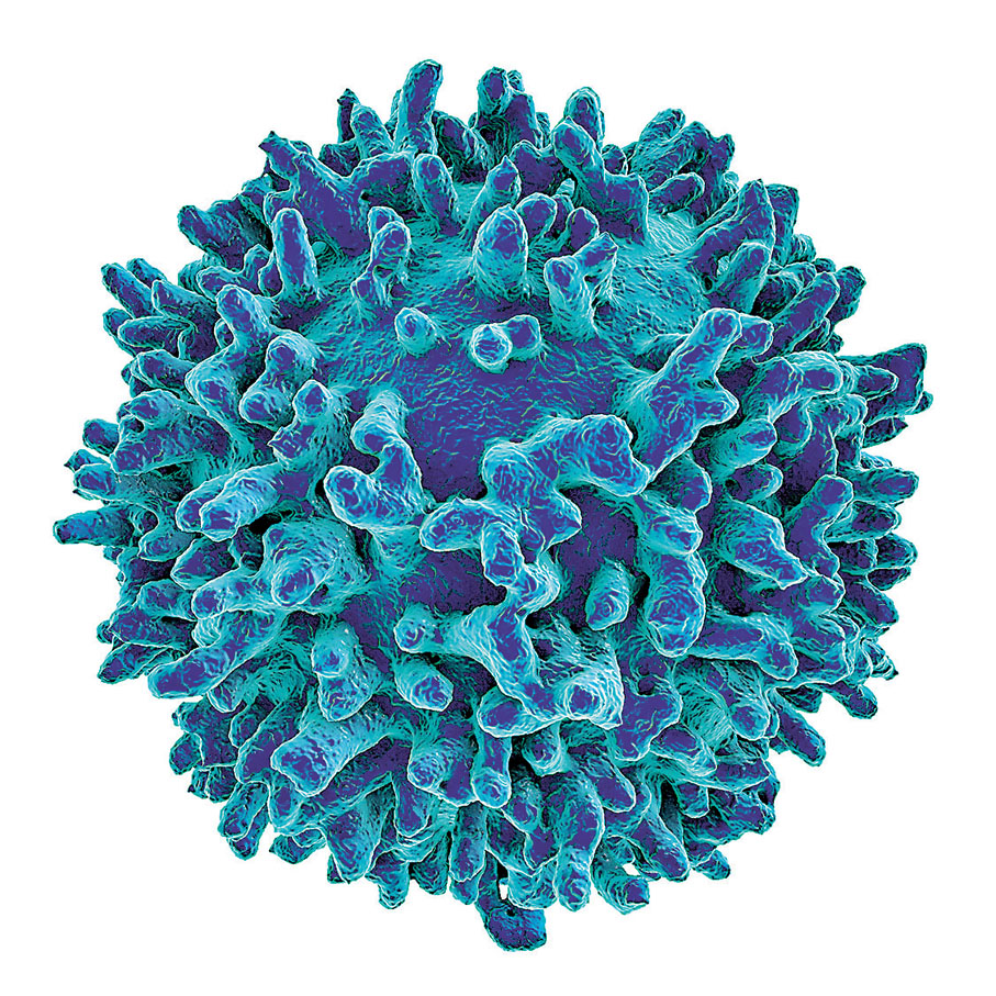 ◆ B細胞。網上圖片