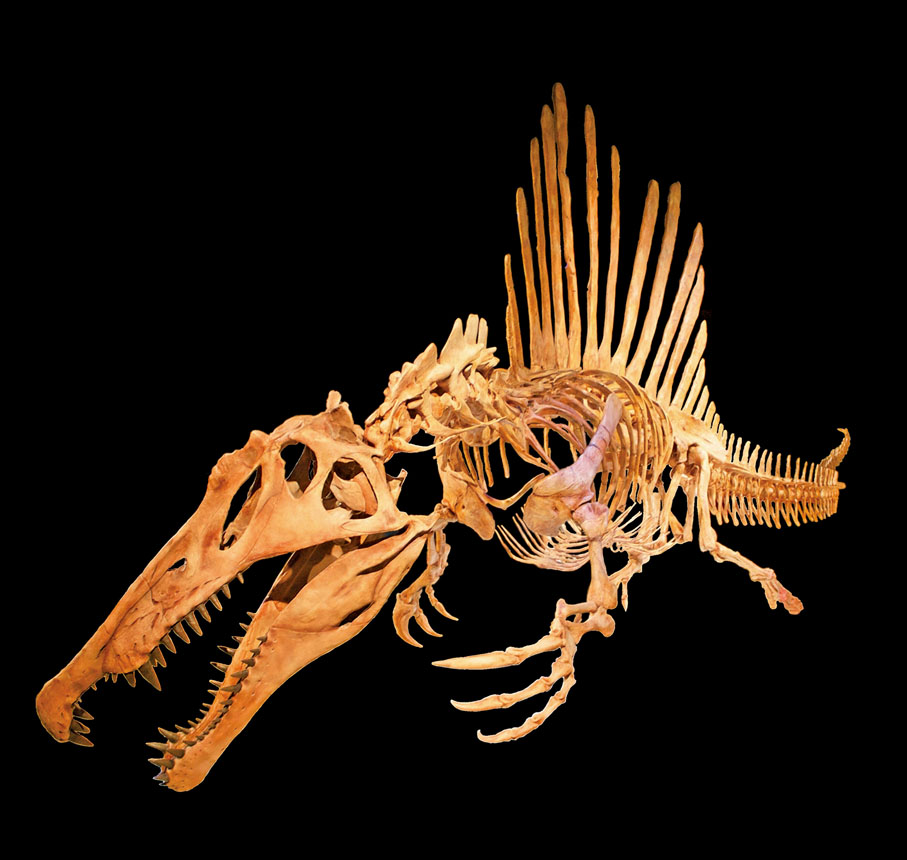 ◆ 恐龍化石標本將在香港科學館舉辦的大型展覽「八大‧尋龍記」中展出