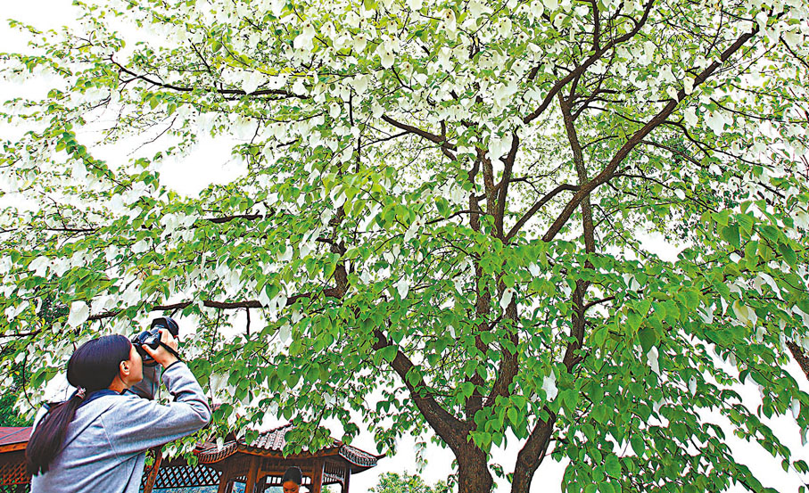 ◆遊客在景區悉心拍攝一棵珙桐樹