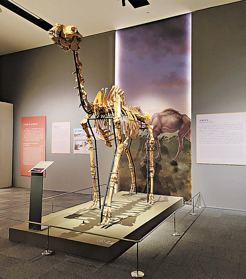 ◆迄今所見地球歷史上最大的駱駝—金遠洞巨副駝的骨架。