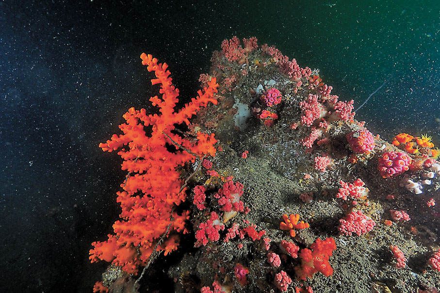 ◆水底中的「樹型筒星珊瑚」群體。 浸大供圖