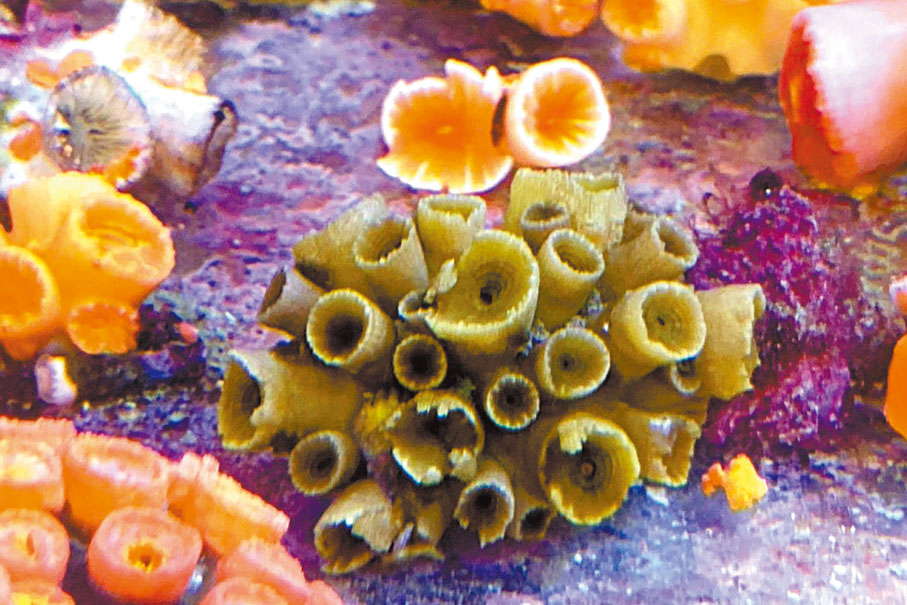 ◆浸大研究團隊相信，「綠壁筒星珊瑚」已知的棲息地，暫時只在香港水域。浸大供圖