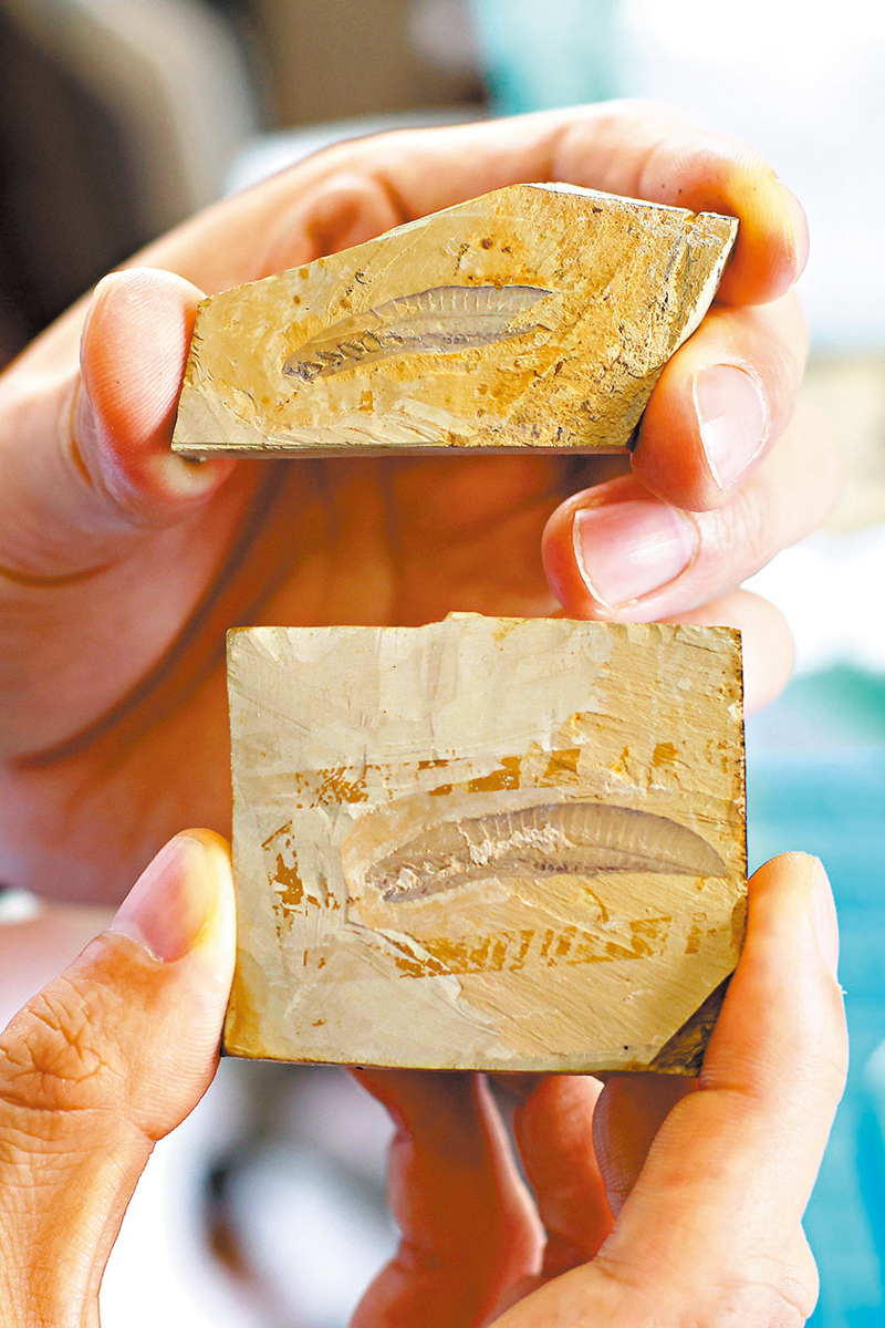 ◆據中國科學院南京地質古生物研究所消息，中國科學家研究發現，5.18億年前的寒武紀澄江動物群產出的雲南蟲，其咽弓具有脊椎動物獨有的細胞軟骨結構，確認了雲南蟲是迄今為止發現的脊椎動物的最原始類群。圖為原始脊椎動物雲南蟲化石。 中新社