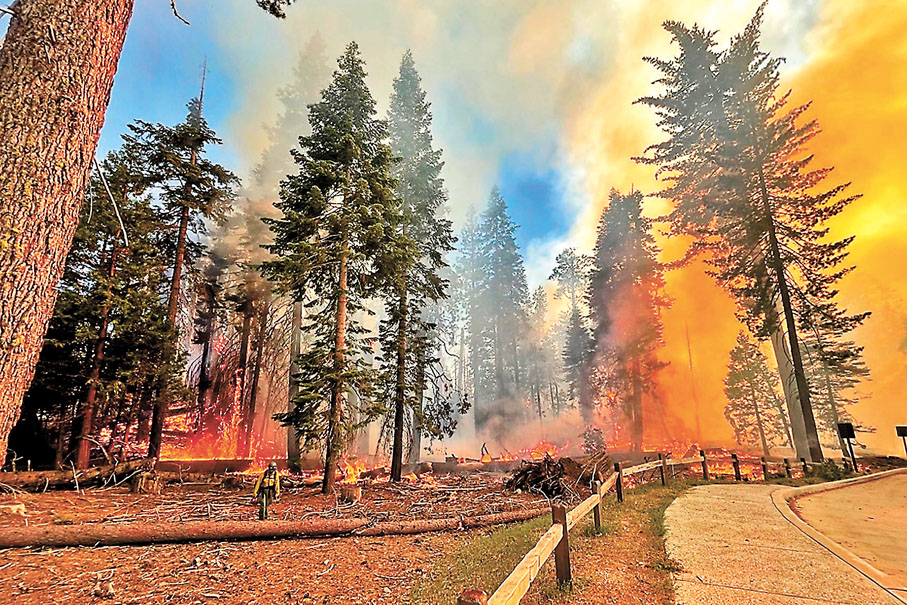 ◆ 山火蕞延至紅杉林區。 美聯社