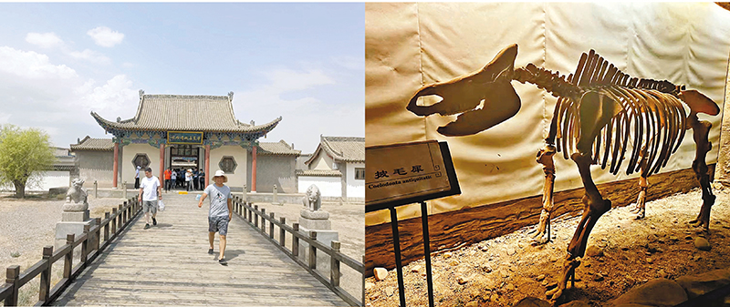 ◆中國長城博物館內收藏的披毛犀化石