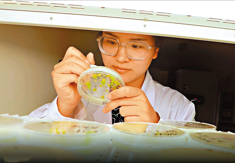 ◆西北農林科技大學植物免疫團隊進行相關研究。 受訪者供圖