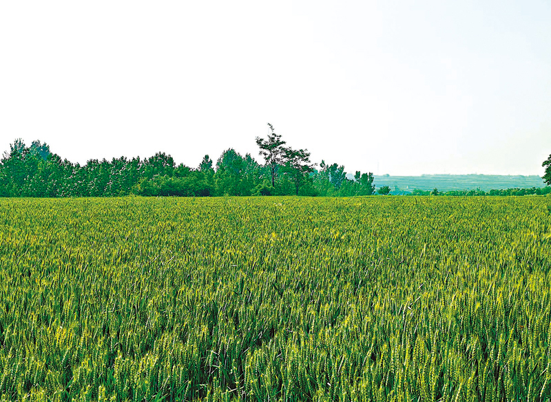 ◆陝西關中是中國小麥主產區之一。 香港文匯報記者李陽波  攝