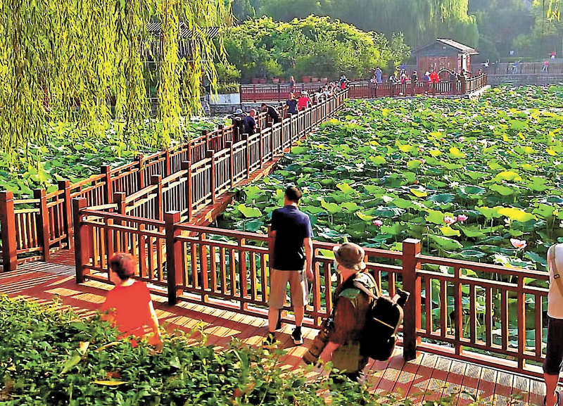 ◆鄭州紫荊園荷花盛開。 作者供圖