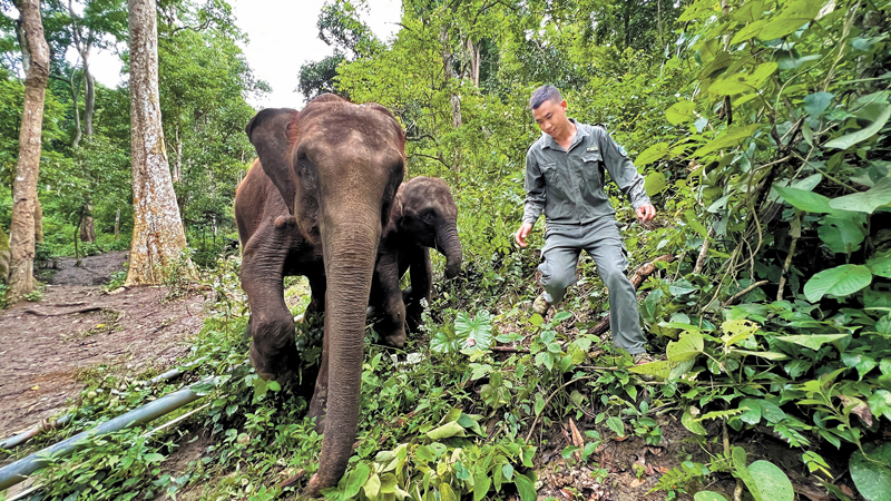 ◆小象景景和牠的媽媽然然都非常聽「象爸爸」李太平的話。香港文匯報記者譚旻煦  攝