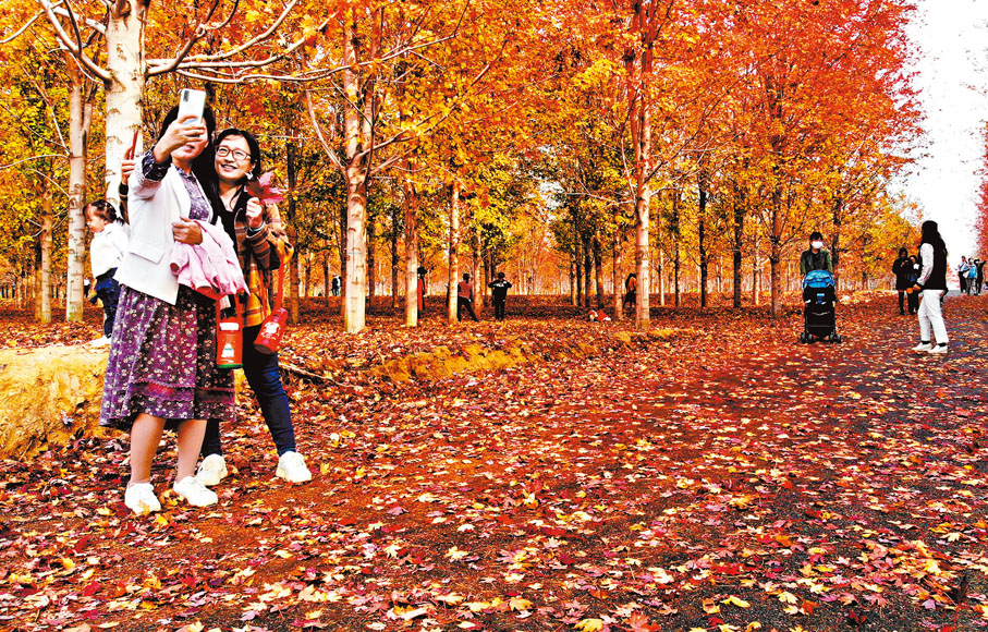 ◆ 楓林到了深秋，葉子轉成紅色，比早春的花朵更美。 資料圖片