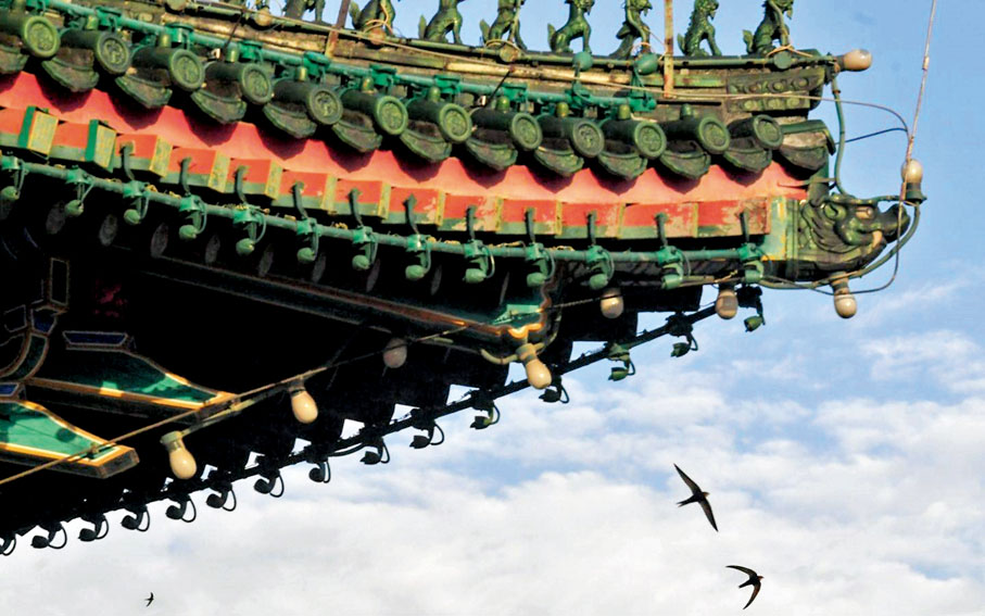 ◆7月12日，正陽門城樓，雨燕正輕盈地從飛簷斗拱旁掠過。 網上圖片