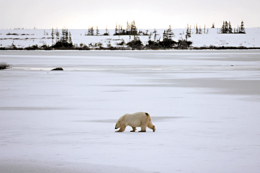 ◆ 北極熊是受全球暖化影響較深的物種。 資料圖片