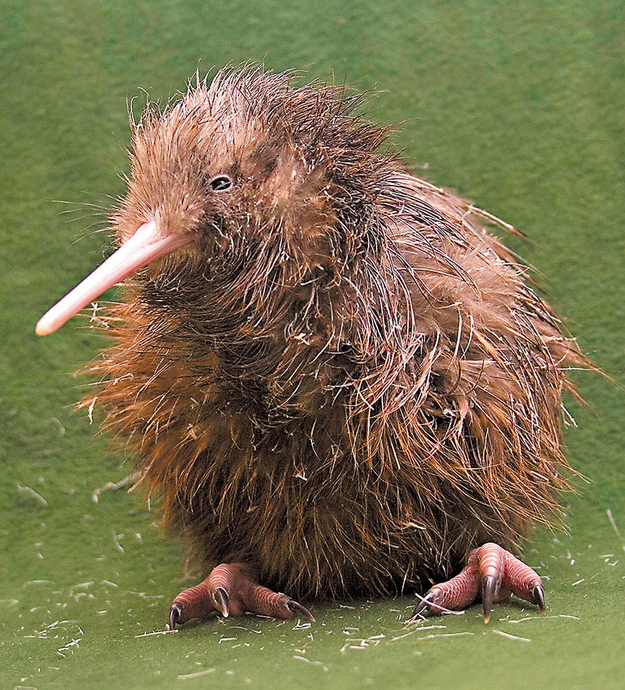 ◆ 新西蘭本土雀鳥奇異鳥。 資料圖片