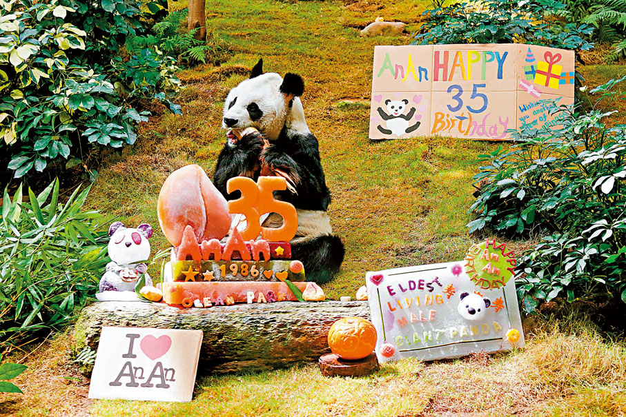 ◆安安去年8月慶祝35歲生日，為全球最長壽的人類飼養雄性大熊貓。 海洋公園供圖