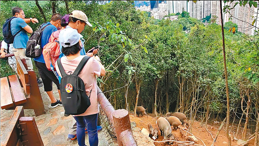 ◆謝展寰表示，少數人堅持餵飼野豬，因此特區政府擬加強罰款。 資料圖片