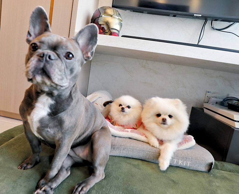 ◆掛牆電視機底下空間可供3隻寵物狗活動，亦可放置寵物的梳化睡窩，或作其他收納之用。