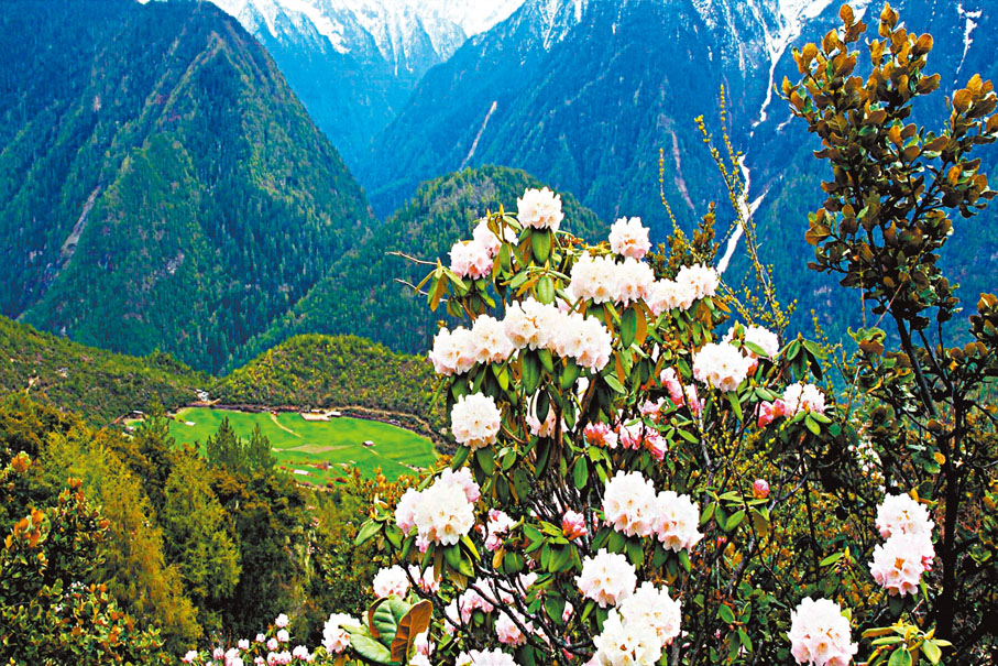 ◆高山杜鵑。（韓鳳平攝）作者供圖