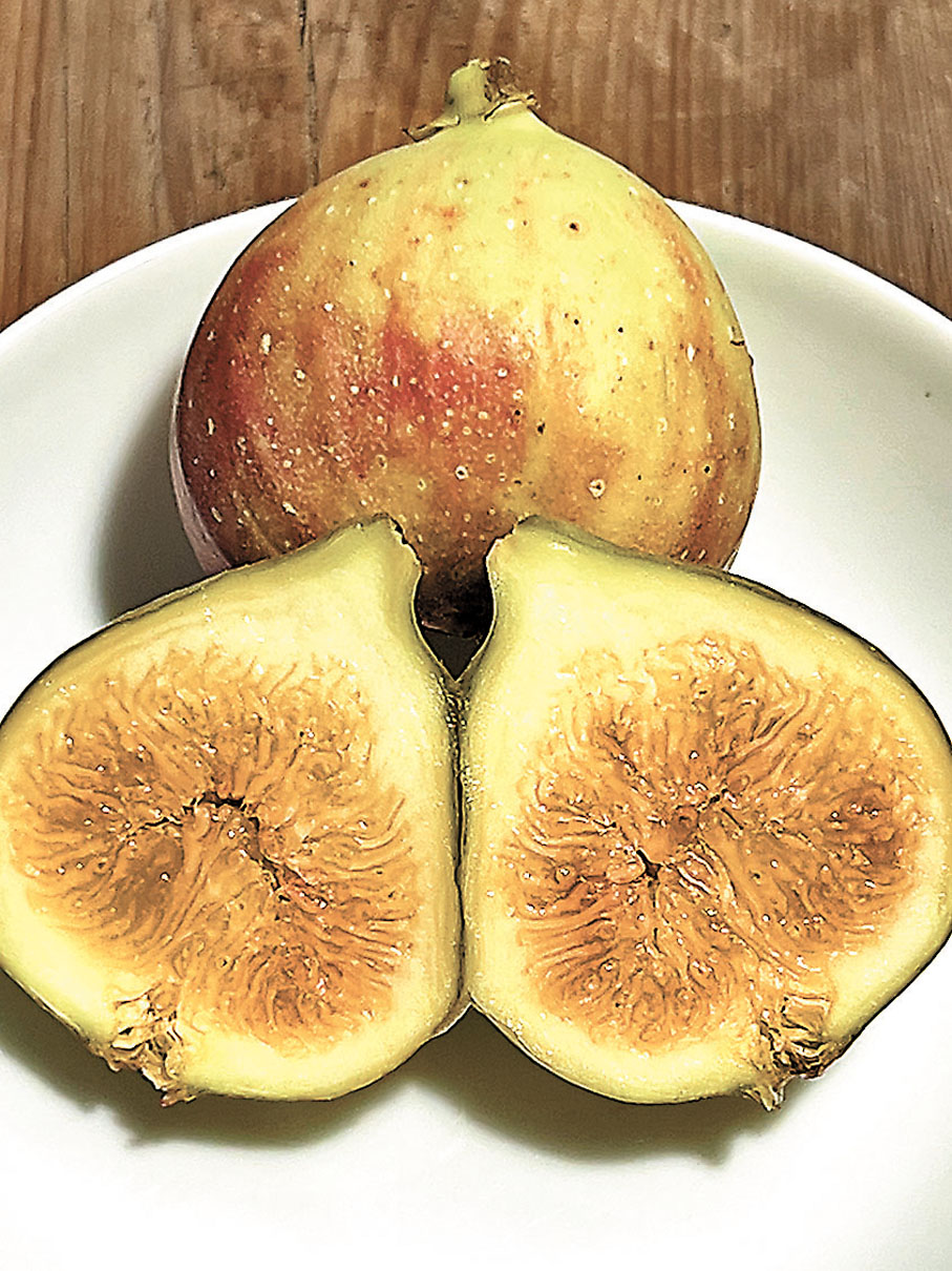 此山中 無花果之香之味 香港文匯報