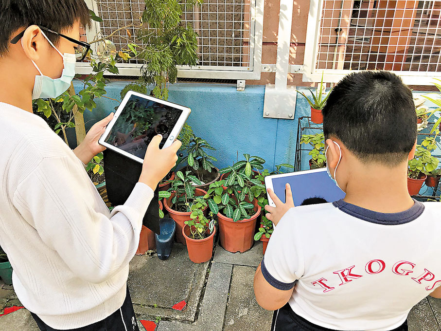 ◆ 學生在校園內以平板電腦的應用程式尋找及記錄不同的植物及動物物種。 作者供圖