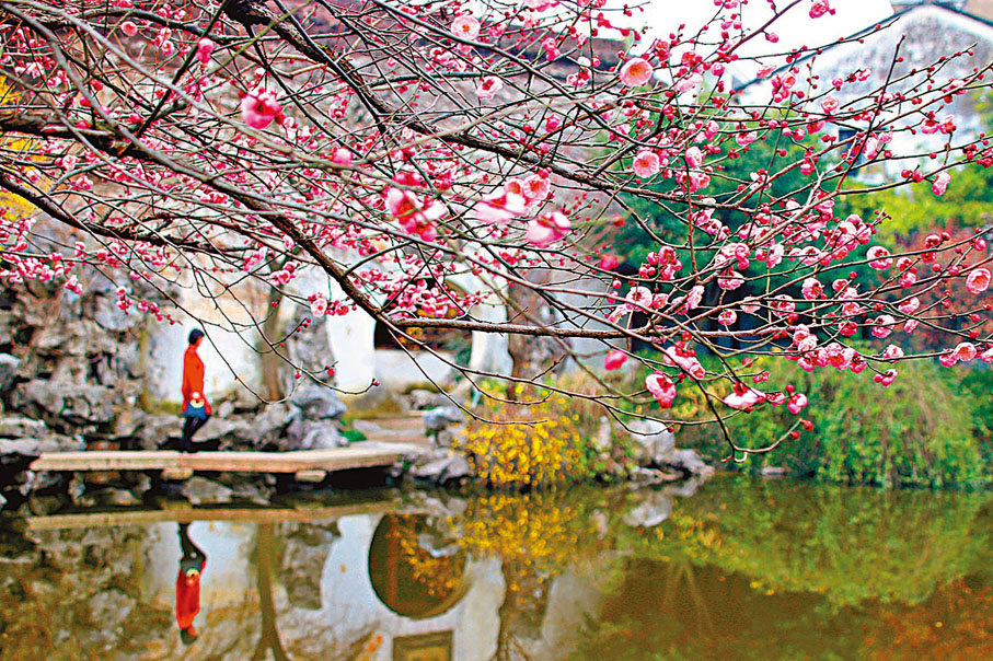 ◆冬春時節,古典園林藝圃內可觀景賞梅。