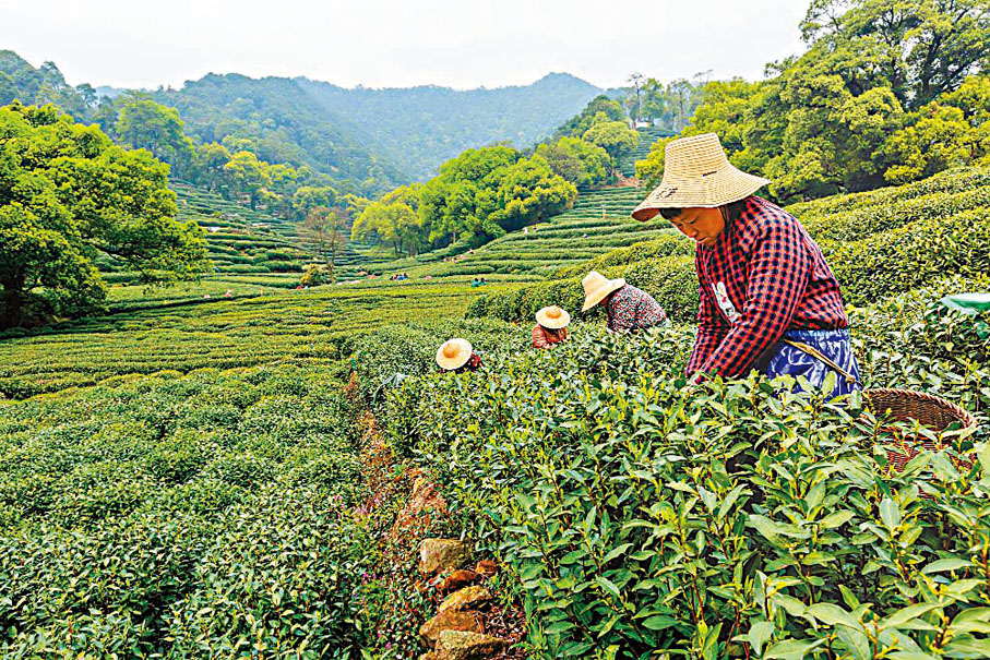 ◆ 茶農「面朝山坡背朝天」，在茶園裏辛勤地採茶葉。 作者供圖