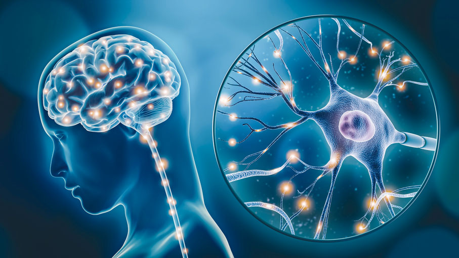 ◆ 要觀察腦神經在活體中的成長與發展，就很難在人體之上進行觀察。 網上圖片