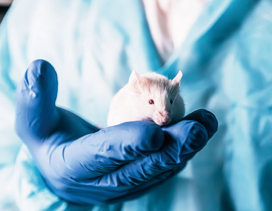 ◆ 有些不能在人體上做的觀察，科學家只好把細胞移到老鼠身上。 網上圖片