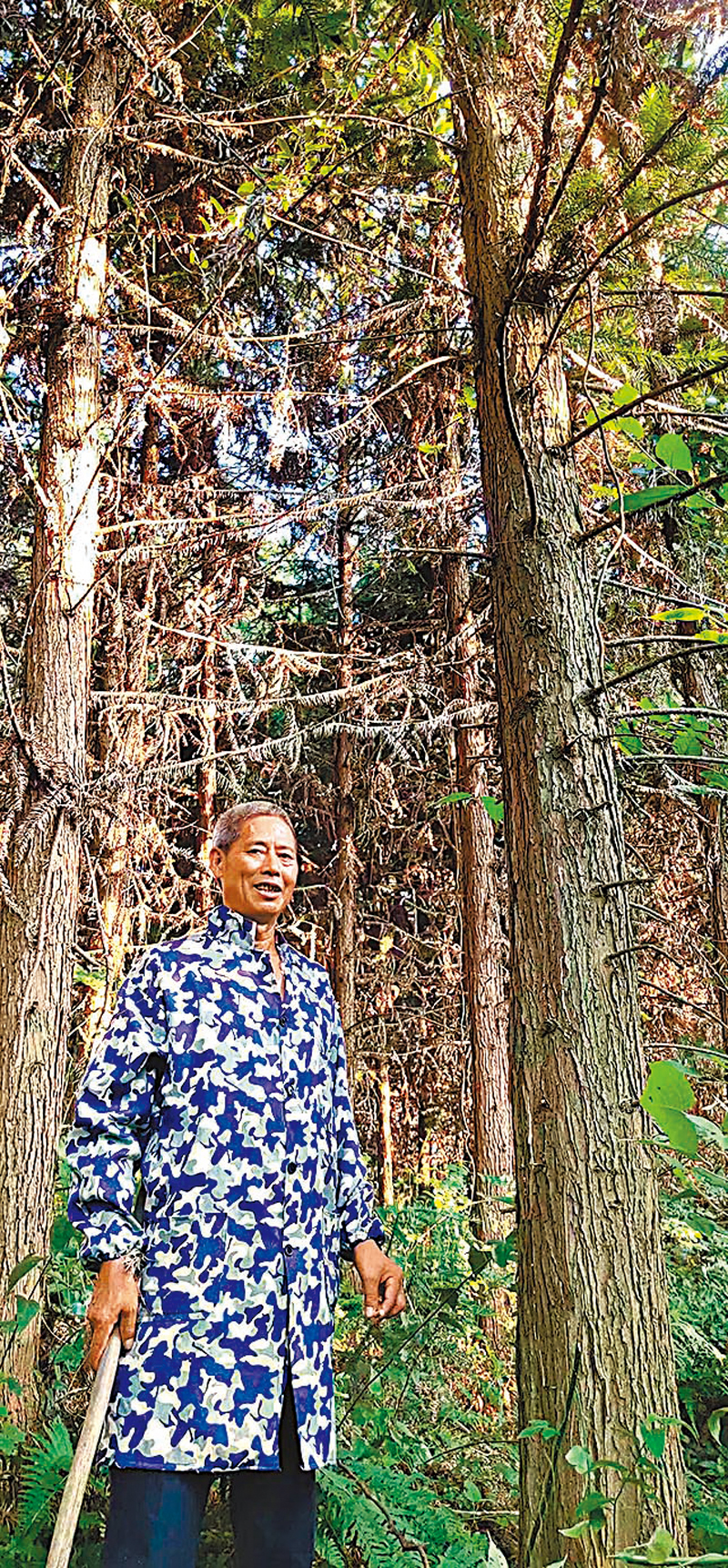 ◆移民之初，葛道成在崇仁承包了千畝荒山，用來種植杉樹等經濟林，如今已到收穫的季節。 香港文匯報記者王逍  攝