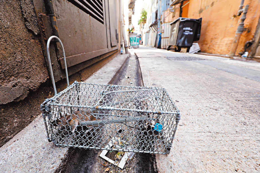 老鼠籠夾「戰利品」　香港文匯報記者 攝