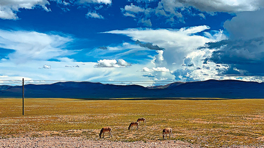 ◆阿里地區是野生動物的天堂，圖為藏原羚。