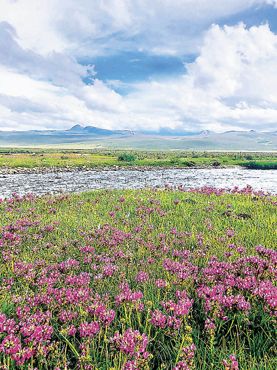 ◆理塘毛埡大草原的花海