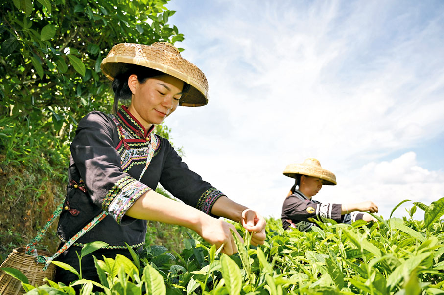 ◆ 茶文化興盛於唐代，融入中國人的日常生活文化之中。圖為採茶的情況。 資料圖片