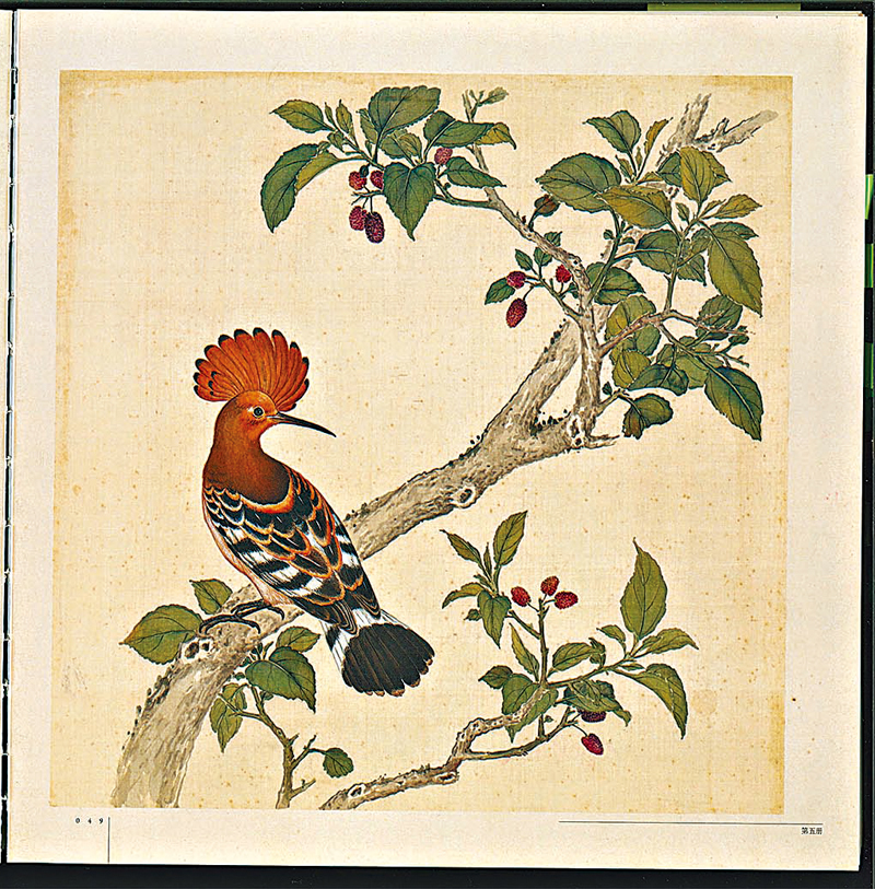 ◆畫冊《鳥譜》掃描圖