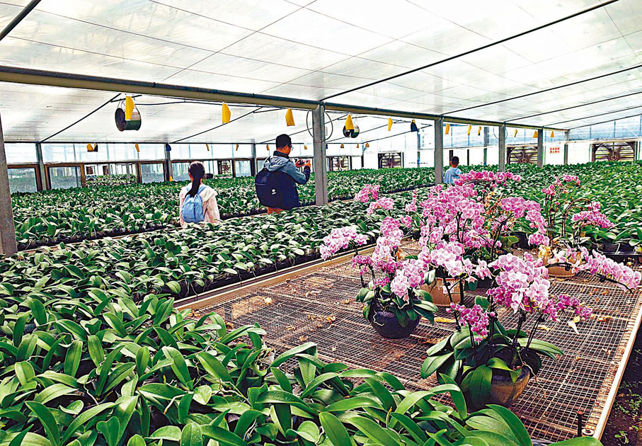 ◆航天育種的蘭花基地